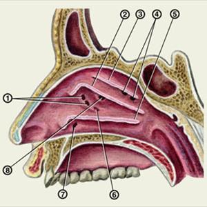 Bad Taste Sinus Infection - Gear Upward For The Sinusitis-Free Winter!